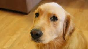 dog 1
