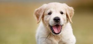dog 2